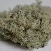 Cladonia arbuscula – dutohlávka lesní