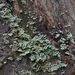 Cladonia digitata – dutohlávka prstitá