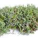 Cladonia furcata – dutohlávka rozsochatá