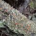 Cladonia macilenta – dutohlávka vyzáblá