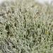 Cladonia rangiformis – dutohlávka bodavá