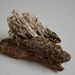 Cladonia squamosa – dutohlávka šupinatá