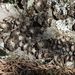 Lassalia pustulata – pupkovka puchýřkatá