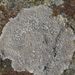 Lecanora rupicola – misnička skalní