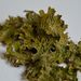 Lobaria pulmonaria – důlkatec plicní