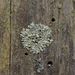 Parmeliopsis ambigua – terčovka rozestřená