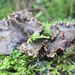 Peltigera cf. praetextata – hávnatka obetkaná