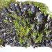 Peltigera praetextata – hávnatka obetkaná