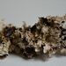Platismatia glauca – pukléřka sivá