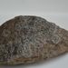 Porpidia crustulata – porpidie roztroušená