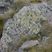 Rhizocarpon geographicum – mapovník zeměpisný