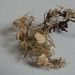 Usnea florida – provazovka rozkvetlá