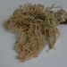 Usnea sp. – provazovka