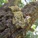 Xanthoria parietina – terčník zední