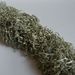 Ramalina calicaris – stužkovec vidličnatý
