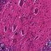Nervová soustava: mícha – detail