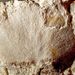 Hemitrypa bohemica