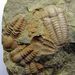 Ellipsocephalus hoffi