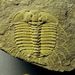 Odontopleura ovata