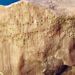 Favosites gothlandicus Lamarck