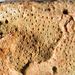 Heliolites irregularis Wentzel