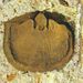 Antigonambonites planus  (Pander)