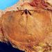 Heterorthis sosia Barrande
