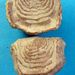 Leptaena depressa (Sowerby)