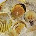 Lycophoria nucella (Dalman)