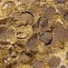 Orthambonites pseudomonetus Bednarczyk