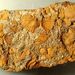 Pompeckium kuthani (Pompeckj)