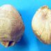 Porambonites aequirostris (von Schlotheim)