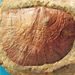 Rafinesquina pseudoloricata (Barrande)