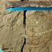 Polyteichus novaki (Perner)