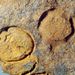Trochocystites bohemicus Barrande