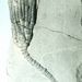 Pachylocrinus aequalis (Hall)