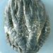 Taxocrinus colleti