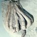 Agariocrinus  bullatus