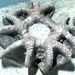 Agariocrinus  bullatus