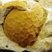Echinosphaerites sp.