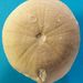 Conulus albogalerus Leske
