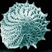 Elphidium sp.