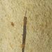 Cystigraptus vesiculosus (Nicholson)