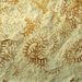 Rastrites approximatus Perner