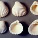 Cardita partschi Goldfuss