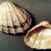 Cardium (Cerastoderma)  latisulcum