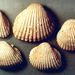 Cardium (Cerastoderma) vindobonense (Partsch)