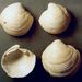 Linga columbella (Lamarck)