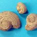 Oriostoma sp.