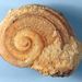 Oriostoma sp.
